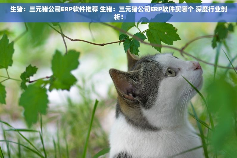 生猪：三元猪公司ERP软件推荐 生猪：三元猪公司ERP软件买哪个 深度行业剖析！